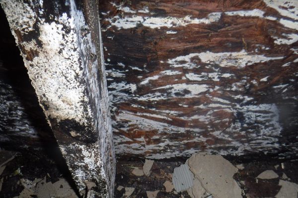 heavy and hazardous mold growth in the home