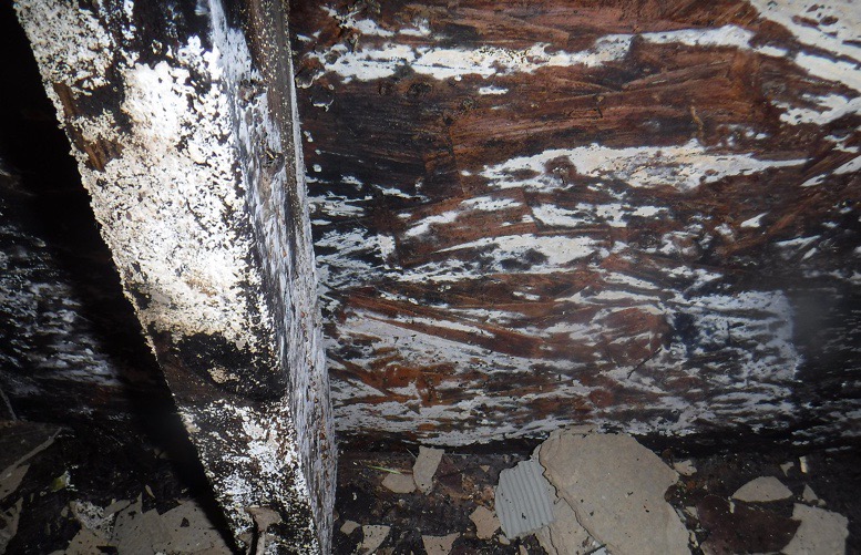 heavy and hazardous mold growth in the home