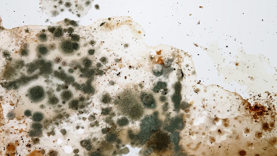 The image of black mold on the wall or on the ceiling, in vector.