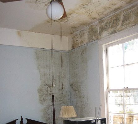 Mold on the wall and ceiling.