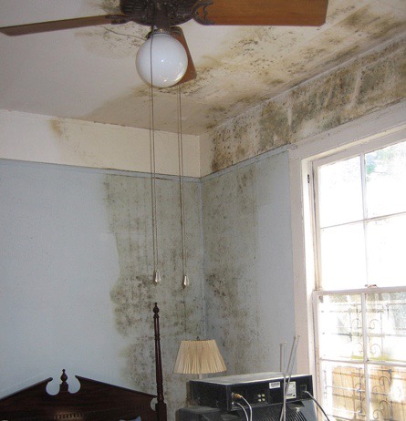 Mold on the wall and ceiling.