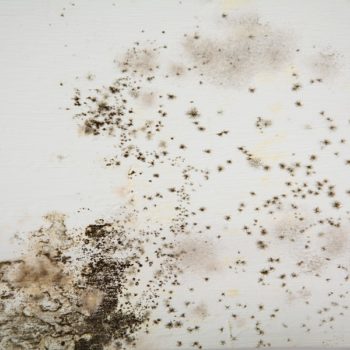 Mold on white background, fungus on white background, bacteria on white surface, Mold growth on white surface. Selective soft focus.