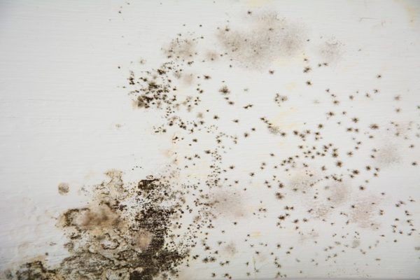 Mold on white background, fungus on white background, bacteria on white surface, Mold growth on white surface. Selective soft focus.