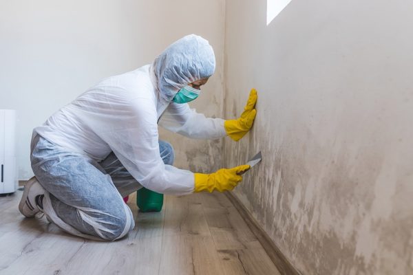 Mold removal service done by a professional.
